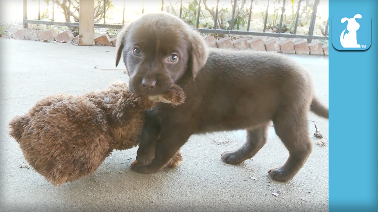 Adorable Chocolate Lab Puppies VS. Teddy Bear – Puppy Love